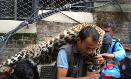 जिउदै चितुवा काधमा बाेक्ने मान्छे MAN CARRIES A HUGE LEOPARD…