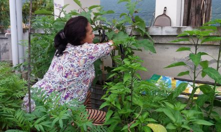 काठमाडौंमा वायु प्रदुषण रोक्ने बहसः एउटा घरमा दुई वटा बिरुवा…