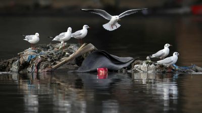 काठमाडौंमा दुर्लभ प्रजातिको चिल