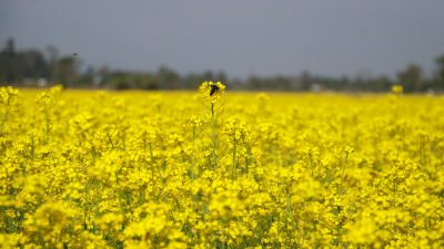 नवलपरासीमा तोरी फुलेर पहेँलै