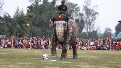 सौराहामा हात्ती महोत्सव, फुटबल खेल्दै हात्तीहरु