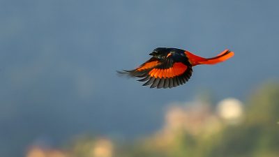 आन्तरिक र बाह्य पर्यटक लोभ्याउने लामपुच्छ्रे रानीचरी