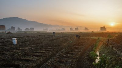 किसानको ब्यस्तता, जाडोमा समेत खेतमै हुन्छन पानौतीका आलु किसान