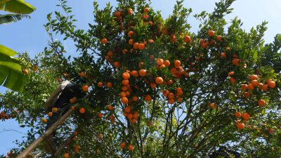 भोजपुरका किसानहरु सुन्तला खेतीमा आकर्षित, बेच्न भ्याइनभ्याई 