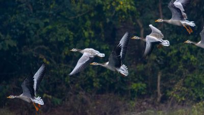 नारायणी नदी क्षेत्र आप्रवासी चराहरूका कारण मनमोहक