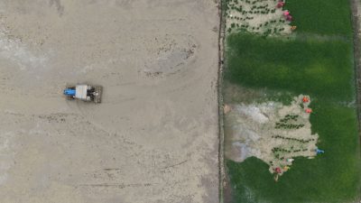 चैत्य धान रोप्न व्यस्त सप्तरीका किसान (७ फोटोमा हेरौँ)